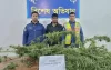 গাঁজার গাছসহ মাদক কারবারি আটক