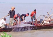 টানা দুই মাস মেঘনা ও তেতুলিয়া নদীর অভয়াশ্রমে মাছ ধরার উপর নিষেধাজ্ঞা
