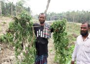 রাজাপুরে সহস্রাধিক সবজি গাছ উপড়ে ফেলেছে দুর্বৃত্তরা