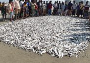 এক জালে ধরা পড়ল ৭ লাখ টাকার মাছ