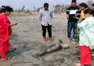কুয়াকাটা সৈকতে ভেসে এলো মৃত ডলফিন