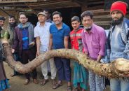 ১১ ফুটের বেলকচুর ওজন ২ মণ, বিক্রি হলো…
