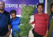 গাঁজা গাছসহ যুবক আটক