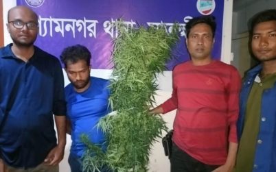 গাঁজা গাছসহ যুবক আটক