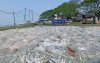 ভোলায় যাত্রীবাহী লঞ্চ থেকে ১২০ মণ মাছ জব্দ