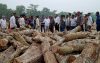 চরফ্যাশনে ইটভাটায় কেওড়া কাঠ, ১ লাখ টাকা জরিমানা