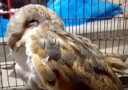কলাপাড়ায় লক্ষ্মীপ্যাঁচা অবমুক্ত