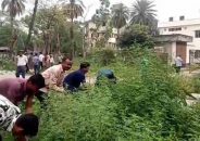 ফরিদপুরে হাসপাতালে বিনষ্ট করা হলো সেই গাঁজার বাগান