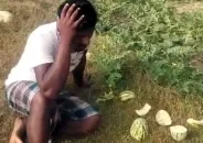 তরমুজের সঙ্গে শত্রুতা, লাখ টাকার ক্ষতি