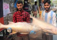 ৯২টি লাক্ষা মাছ ২০ লাখ টাকায় বিক্রি