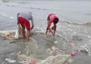 মৃত জেলিফিশে ছেয়ে গেছে কুয়াকাটা সৈকত