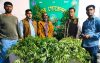 সবজির সঙ্গে ২৫ টি গাঁজার চাষ, গ্রেফতার ১