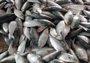 এক টানেই জালে ১৩০ মণ ইলিশ!