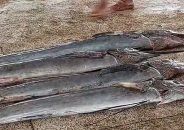 কলাপাড়ায় জেলের জালে ধরা পড়লো ৩ মন ওজনের ৪টি পাখি মাছ