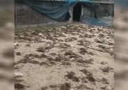 রাতের আঁধারে ১৪শ’ হাঁসের বাচ্চা মারল দুর্বৃত্তরা