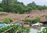 বরিশালে পান চাষে ক্ষতি ৯৮ কোটি টাকা