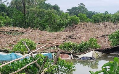বরিশালে পান চাষে ক্ষতি ৯৮ কোটি টাকা