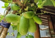 এক ডগায় ১৮ লাউ, দেখতে উৎসুক জনতার ভিড়