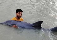 ডোবায় মিলল ডলফিন