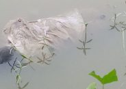বরিশালে ছাগল ব্যবসায়ীর মরদেহ উদ্ধার