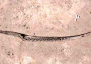 জীবননগরে আবারও দেখা মিলল রাসেলস ভাইপার