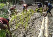 কাদাভর্তি সড়কে হাঁটা দায়, ধানের চারা লাগিয়ে প্রতিবাদ