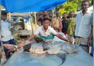 এক মণ ওজনের বাঘাইড় বিক্রি হলো ৩৮ হাজারে