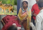 শিয়ালের কামড়ে নারীসহ আহত ৭