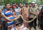 পাথরঘাটায় জালে পেঁচানো অজগর সাপ উদ্ধার