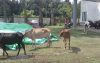 হিজলা থানায় ৪ টি চোরাই গরু ও চোর পুলিশের হাতে আটক