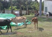 হিজলা থানায় ৪ টি চোরাই গরু ও চোর পুলিশের হাতে আটক