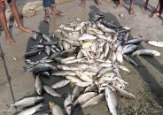 মহিপুরে মাছের সঙ্গে শত্রুতা, ক্ষতি ১০ লাখ টাকা