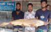 কুয়াকাটায় ১৪ কেজির পোয়া সাড়ে ১০ হাজারে বিক্রি