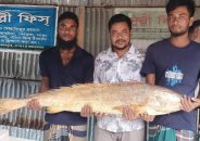 কুয়াকাটায় ১৪ কেজির পোয়া সাড়ে ১০ হাজারে বিক্রি