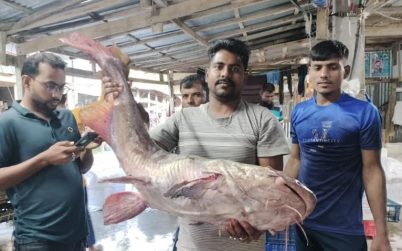 ১৫ কেজির এক মেদ মাছ বিক্রি হলো ১৪ হাজার ৫৩০ টাকায়