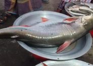 ১৪ কেজির পাঙ্গাস ৯৮০০ টাকায় বিক্রি