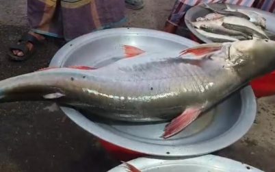 ১৪ কেজির পাঙ্গাস ৯৮০০ টাকায় বিক্রি