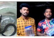 কলাপাড়া থেকে দুটি ‘পদ্ম গোখরা’ উদ্ধার