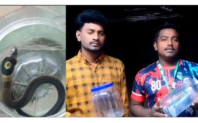 কলাপাড়া থেকে দুটি ‘পদ্ম গোখরা’ উদ্ধার