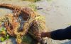 জেলের জালে ধরা পড়ল ১১ ফুটের কুমির!