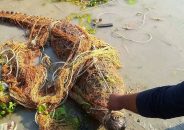 জেলের জালে ধরা পড়ল ১১ ফুটের কুমির!