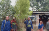 বাড়ির আঙ্গিনায় গাঁজার চাষ, আটক – ১