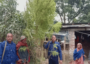 বাড়ির আঙ্গিনায় গাঁজার চাষ, আটক – ১