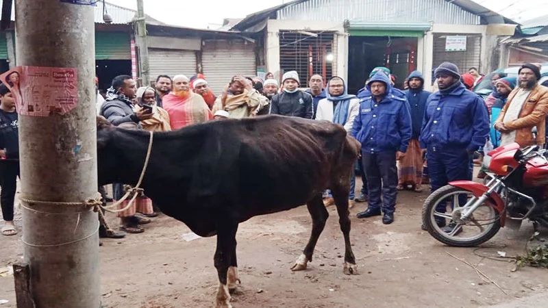 রোগাক্রান্ত গরুর মাংস বিক্রির প্রস্তুতি, হাতেনাতে ধরা কসাই