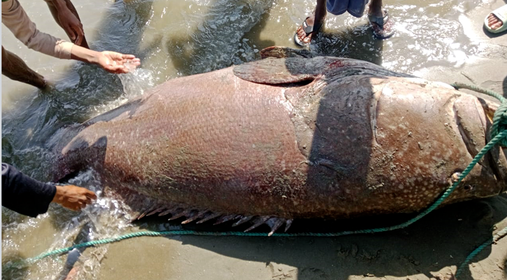 জেলের জালে ধরা পড়ল ১৯৪ কেজি ওজনের ভোল মাছ