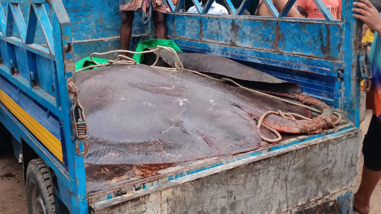 ৮ মণ শাপলাপাতা মাছ ১ লাখ ২০ হাজারে বিক্রি