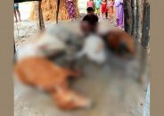 মনপুরায় বজ্রপাতে এক কৃষকের চার গরুসহ আট গরুর মৃত্যু