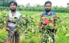 জীবননগরে রাতের আঁধারে দুই বিঘা জমির পেয়ারা গাছ কেটে দিল দুর্বৃত্তরা