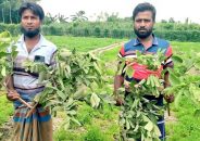 জীবননগরে রাতের আঁধারে দুই বিঘা জমির পেয়ারা গাছ কেটে দিল দুর্বৃত্তরা