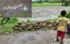ঝালকাঠিতে তালগাছ কেটে পাঁচ শতাধিক বাবুই পাখির ছানাকে হত্যা